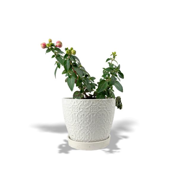 Fuchsia Hybrida -Small Planter