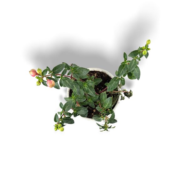 Fuchsia Hybrida -Small Planter - Image 2