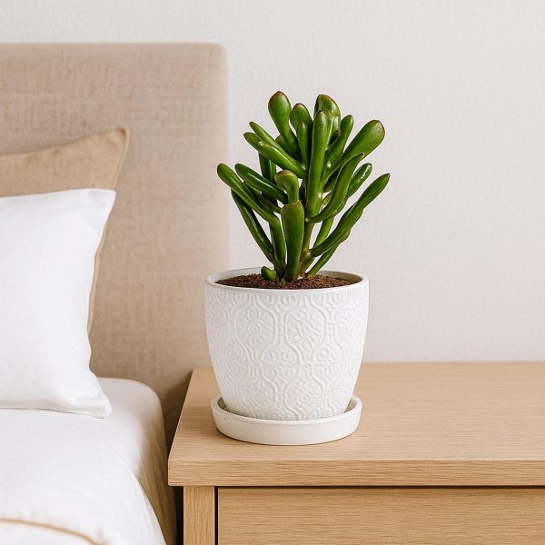 Jade Plant -Small Planter - Image 3