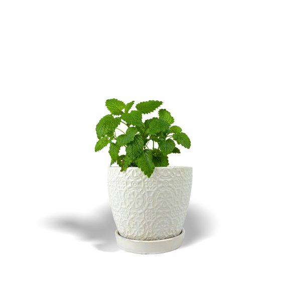 Lemon Balm -Small Planter