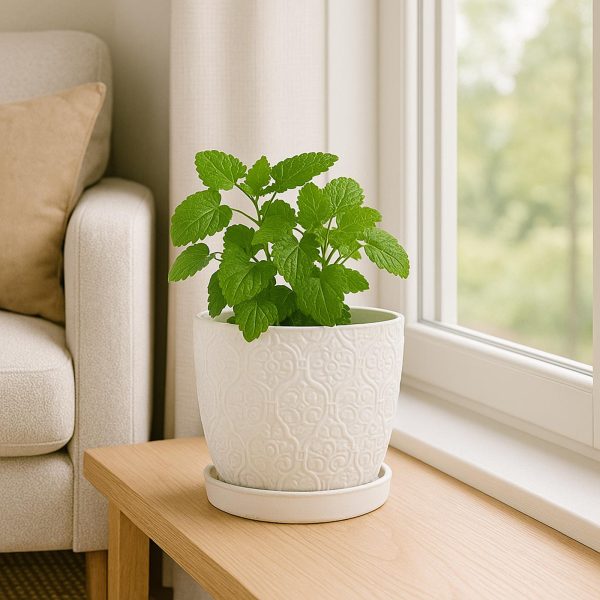 Lemon Balm -Small Planter - Image 3