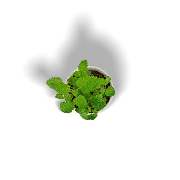 Lemon Balm -Small Planter - Image 2