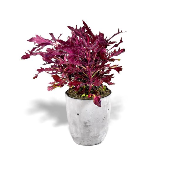 Solenostemon -Small Planter