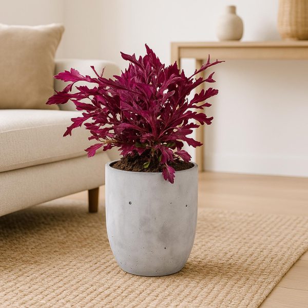 Solenostemon -Small Planter - Image 3
