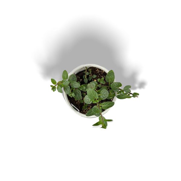 Mentha Plant -Small Planter - Image 2
