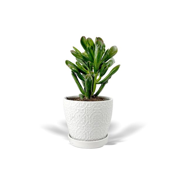 Jade Plant -Small Planter