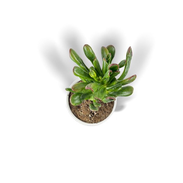 Jade Plant -Small Planter - Image 2